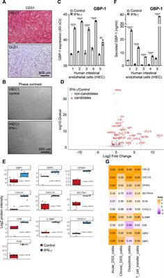 Analysis of the interferon-γ-induced secretome of intestinal endothelial cells: putative impact on epithelial barrier dysfunction in IBD